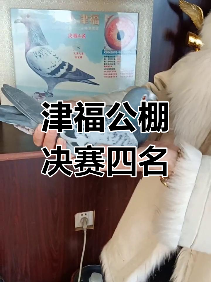 天津津福公棚决赛四名,200W奖金到手!