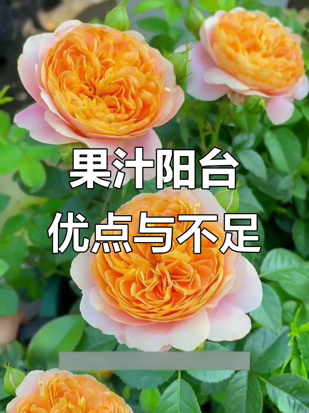 月季果汁阳台的优缺点分析,花大抗病性强