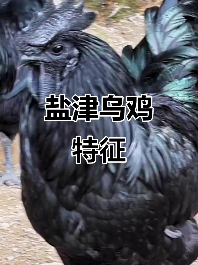 盐津乌鸡黑白羽比例独特,成年公鸡体重可达一定标准