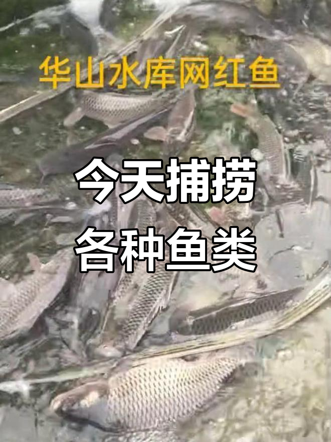 鲤鱼、草鱼、翘嘴一网打尽,今天有老鳖和鲶鱼哦!