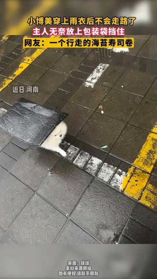 小博美穿上雨衣后不会走路了 主人无奈放上包装袋挡雨 网友:一个行走的海苔寿司卷