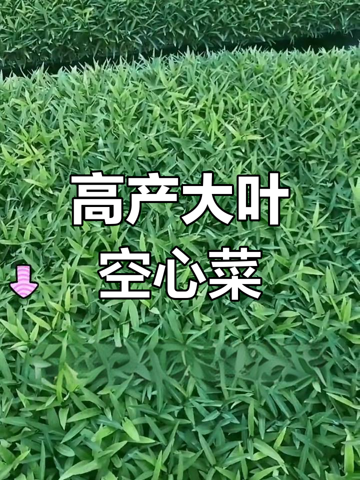 大叶空心菜,高产又好种,轻松割着吃