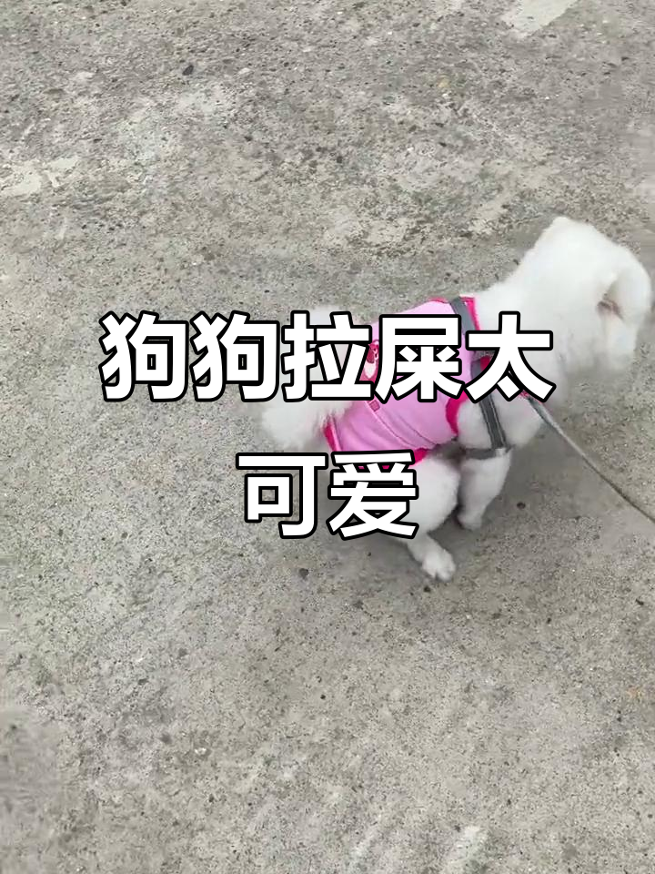 小狗拉粑粑也能这么可爱,快来看谁家的更萌!