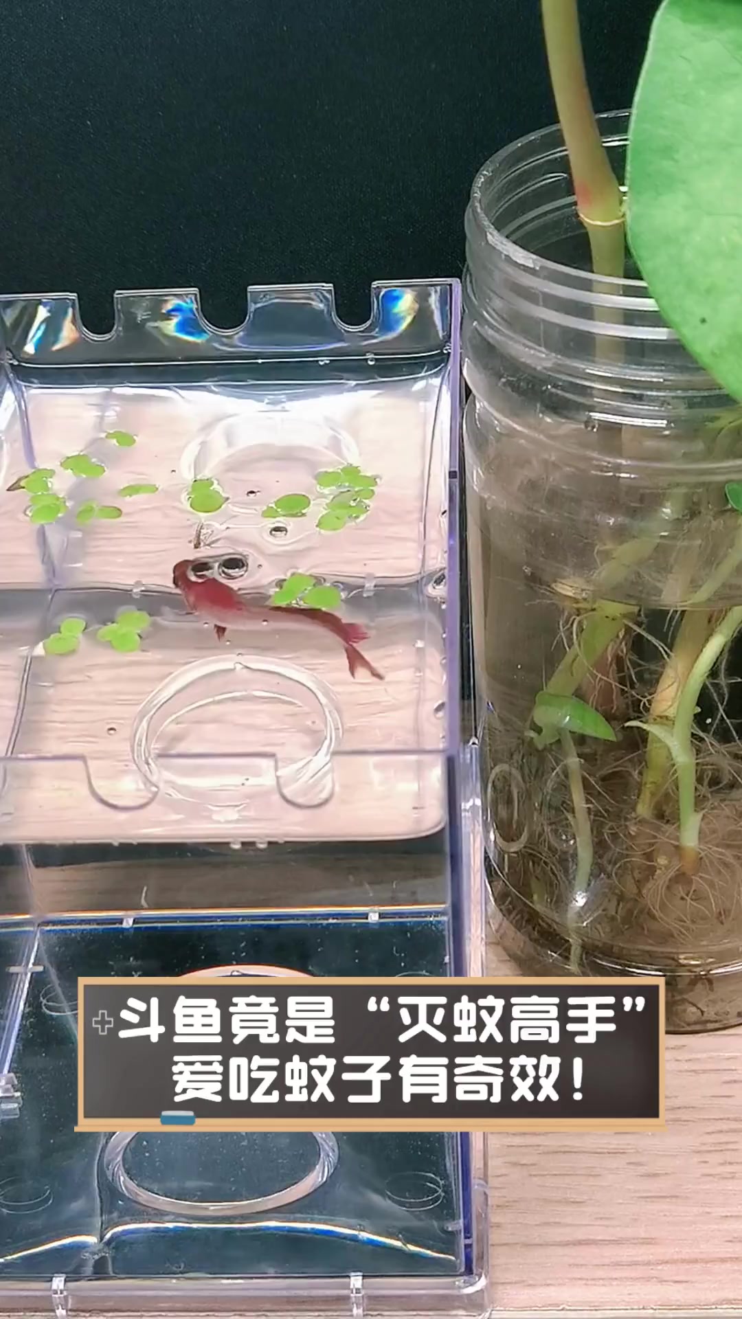斗鱼竟是“灭蚊高手”,爱吃蚊子有奇效!