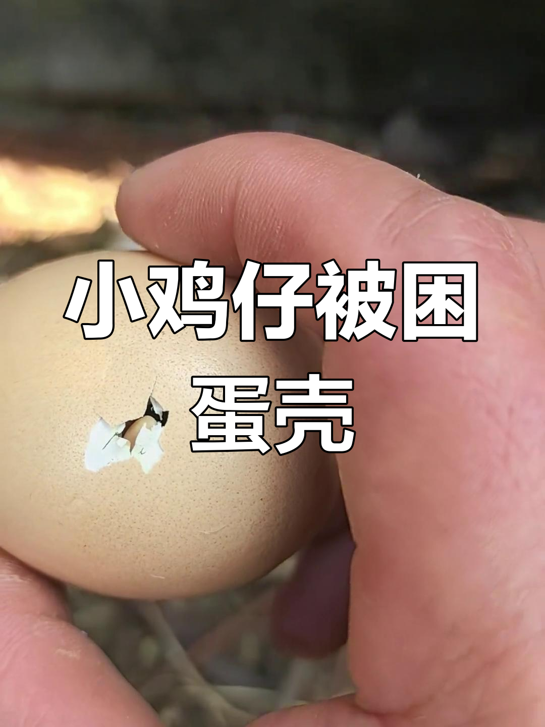 母鸡跑路,小鸡仔卡在蛋壳里怎么办?
