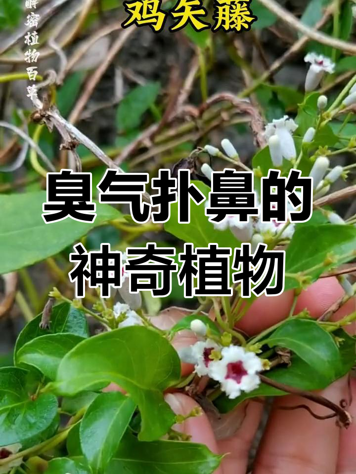 鸡屎藤:闻味知药效,海南民间习俗与药用价值