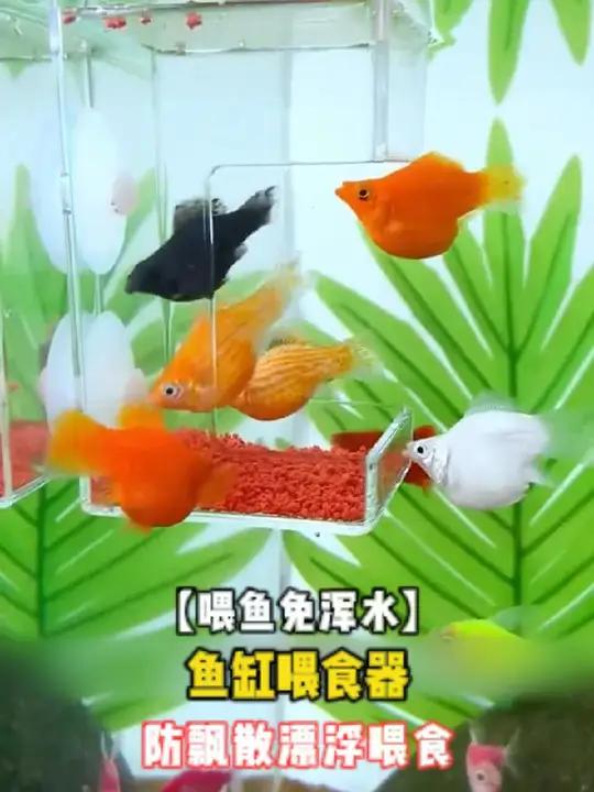 鱼缸装个这个喂食器,喂鱼鱼食就不会飘的到处都是,也不会被吸到过滤器中!