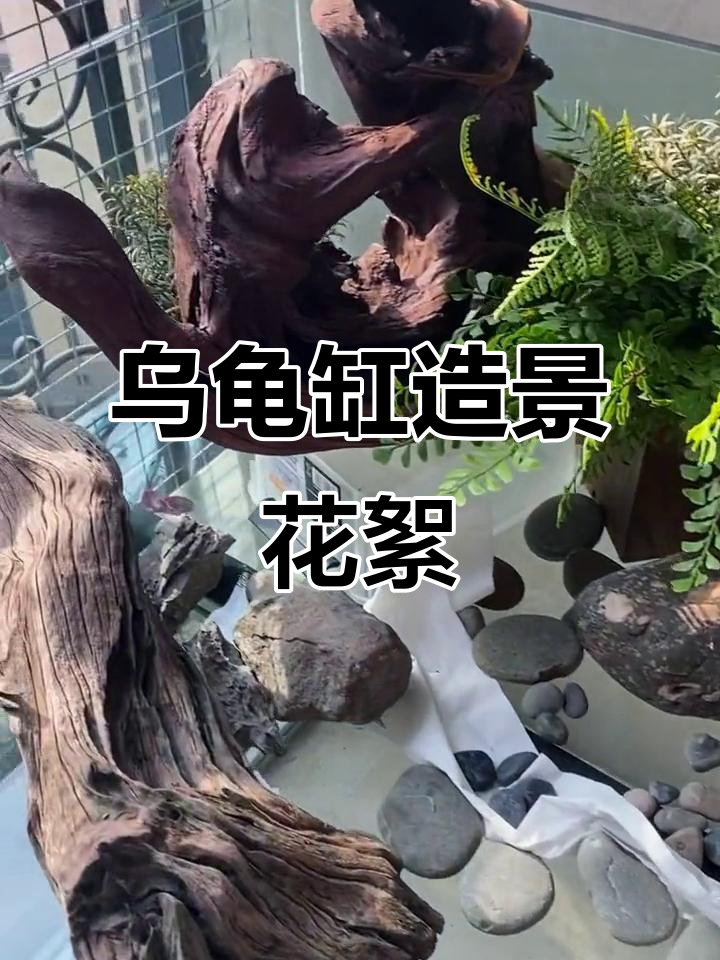 龟缸造景大揭秘,陆地布置全攻略