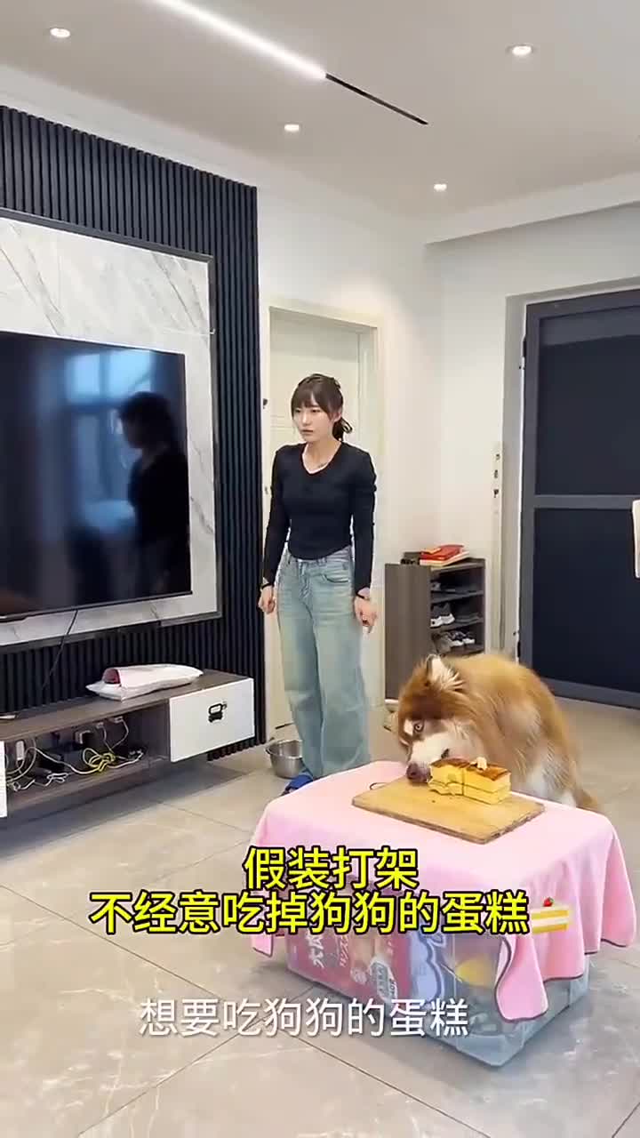 主人为吃狗狗蛋糕煞费苦心,萌宠日常太有趣!