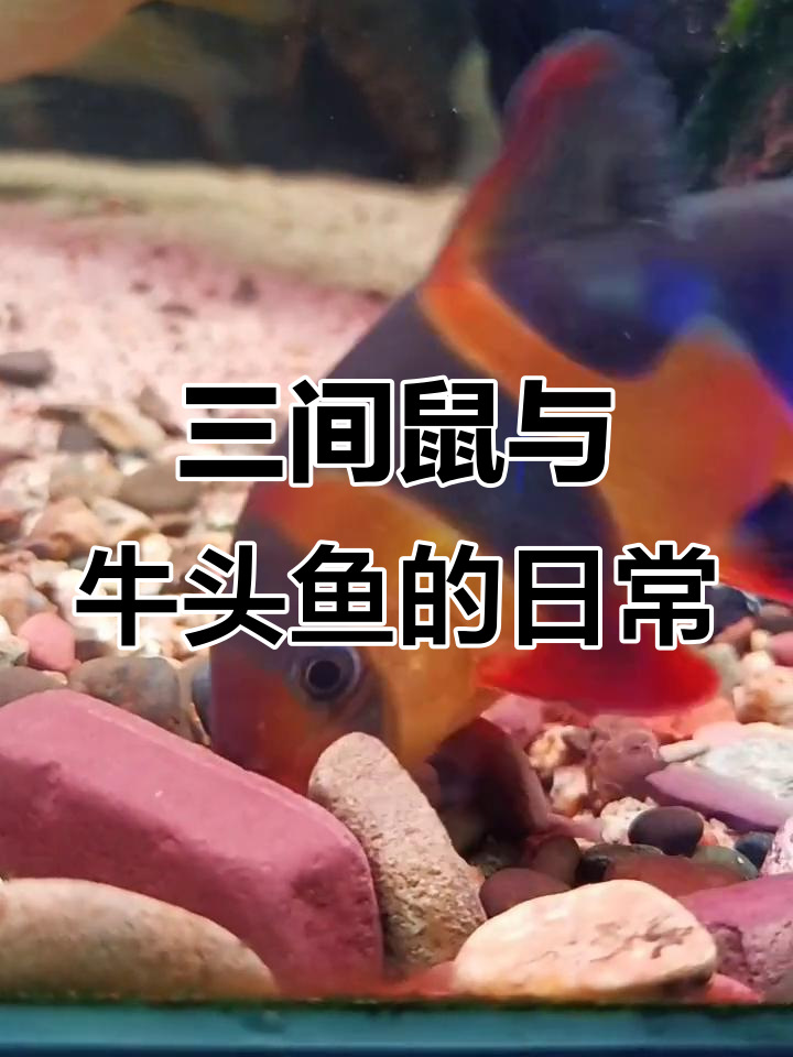 三间鼠翻砂觅食,牛头鸭嘴鱼悠闲飘过