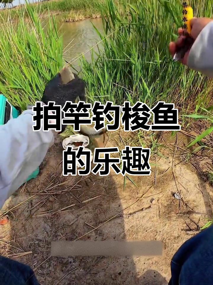 拍杆钓梭鱼:解压又累人的钓鱼方式