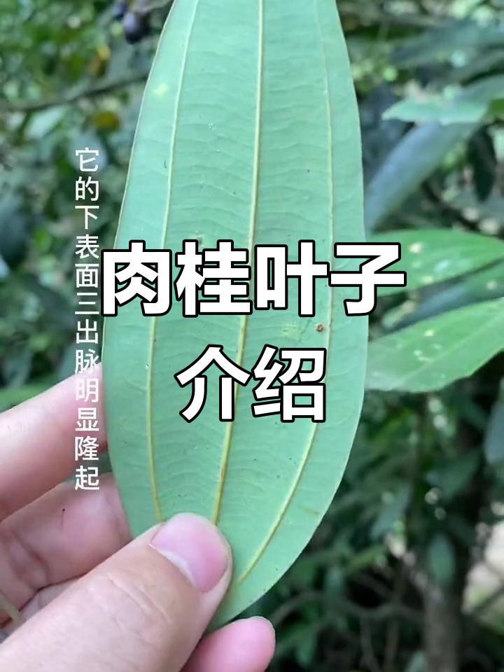 肉桂叶子的特征与用途