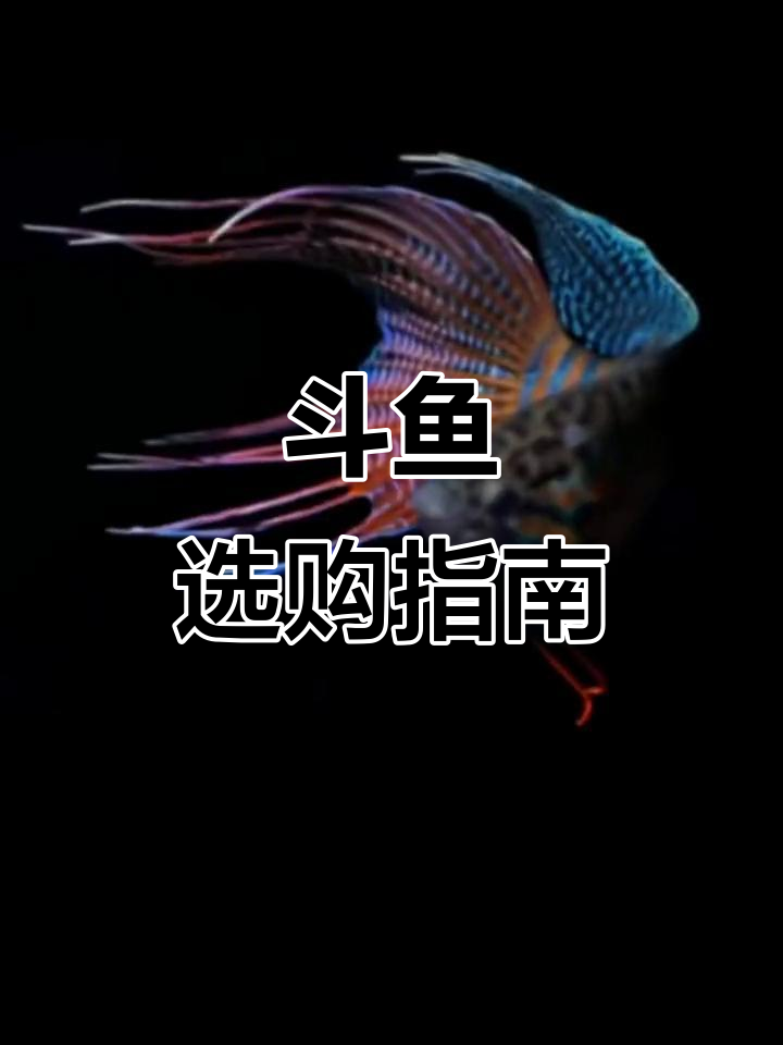 斗鱼品种多样,饲养简单,活体包邮,适合小型观赏