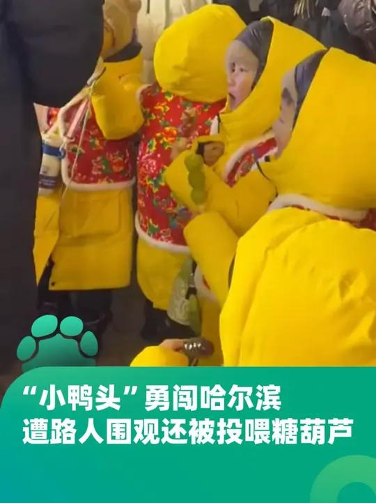 “小鸭头”勇闯哈尔滨,遭路人围观还被投喂糖葫芦