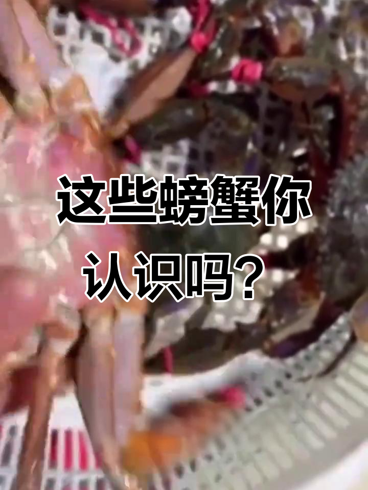 各种螃蟹大揭秘:从帝王蟹到沙仁蟹,价格差异竟然这么大!