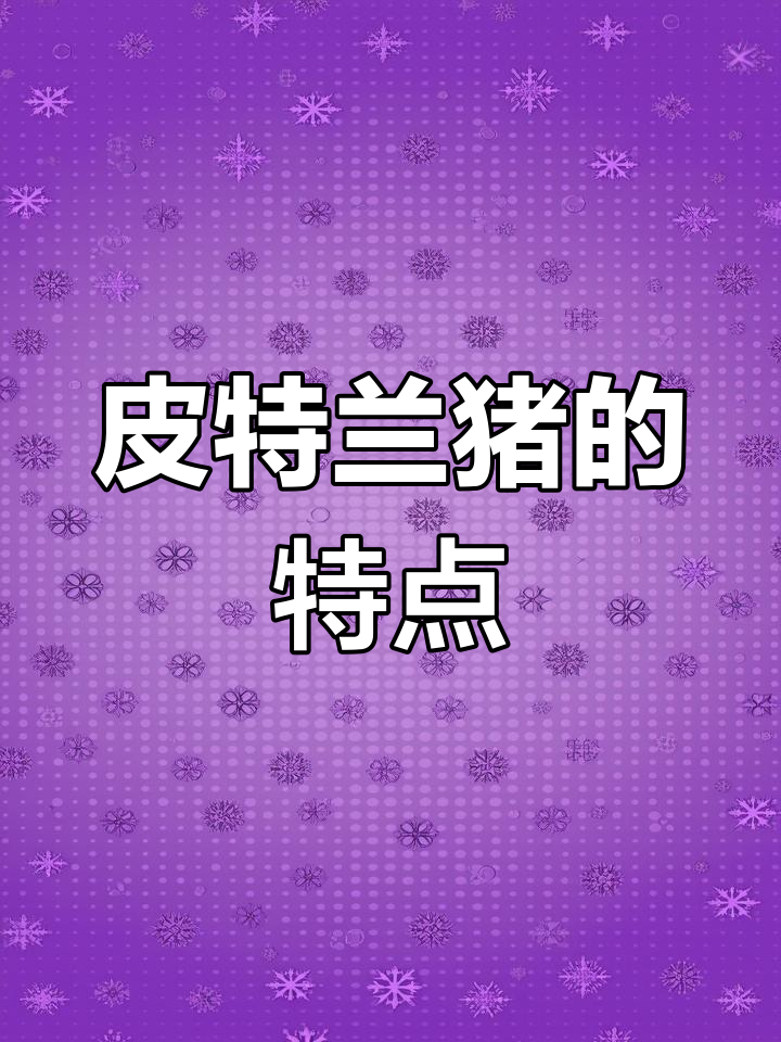 皮特兰猪品种解析:欧洲流行瘦肉型