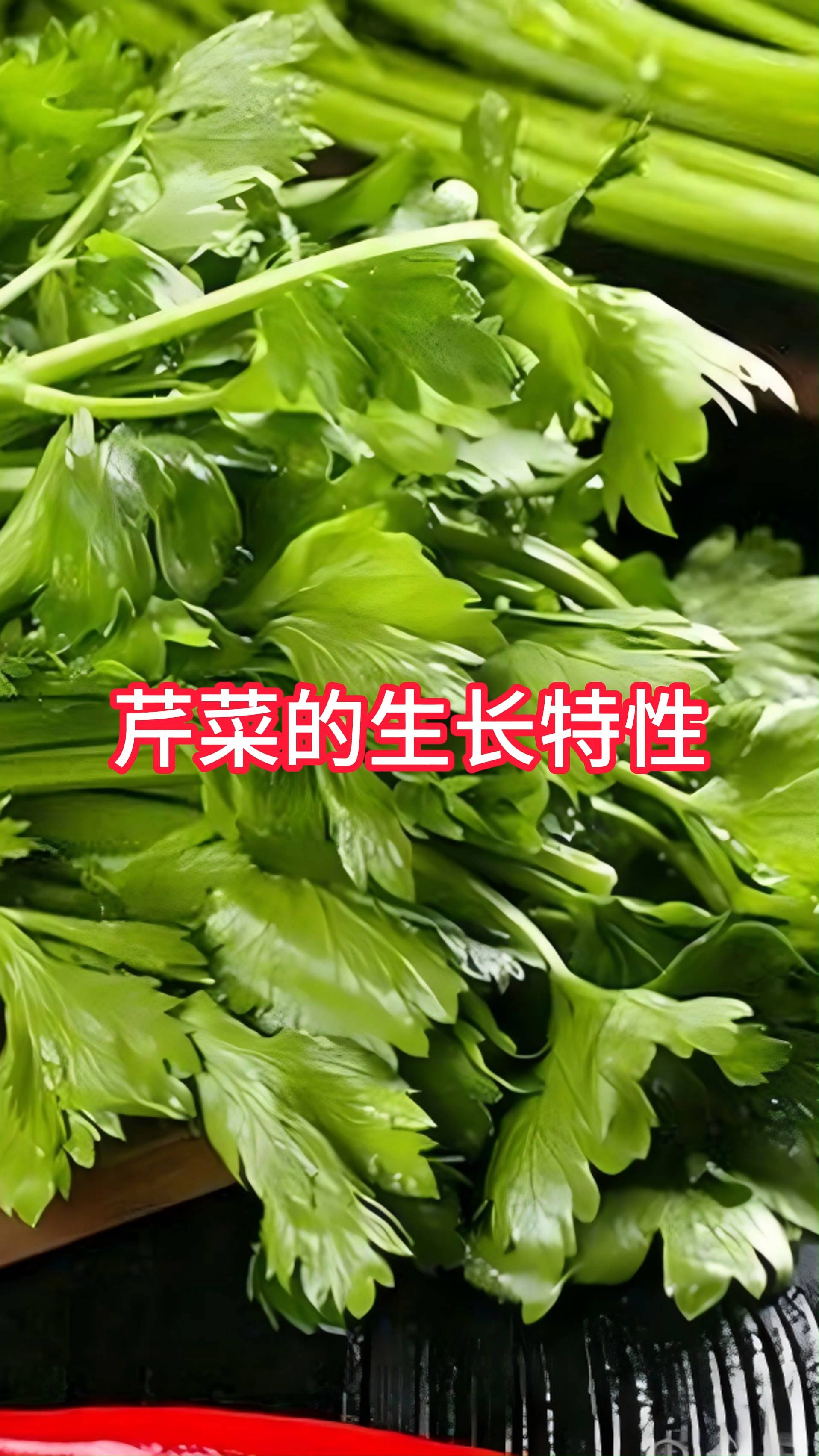 芹菜的生长特性