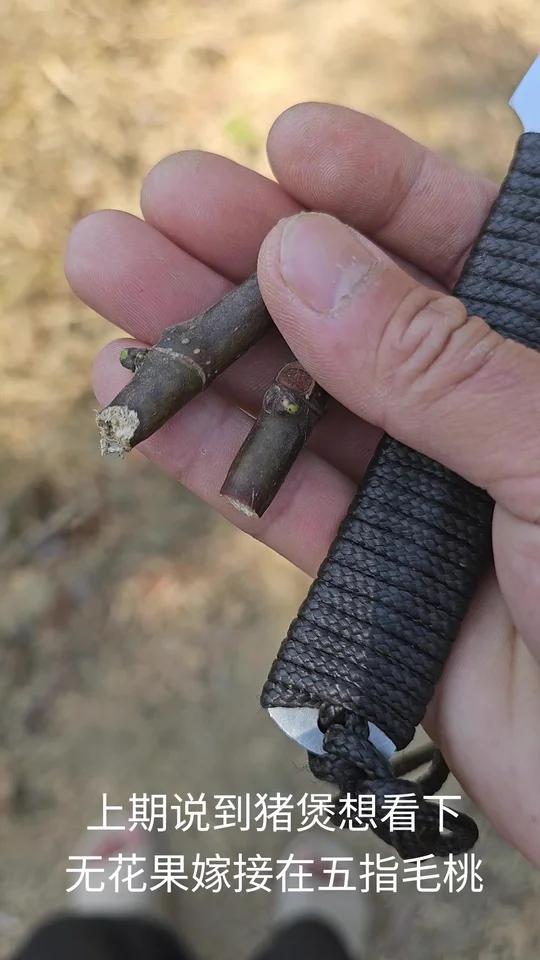 无花果嫁接五指毛桃试验