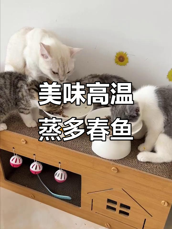 高温蒸煮多春鱼,猫咪吃得停不下来,营养满满