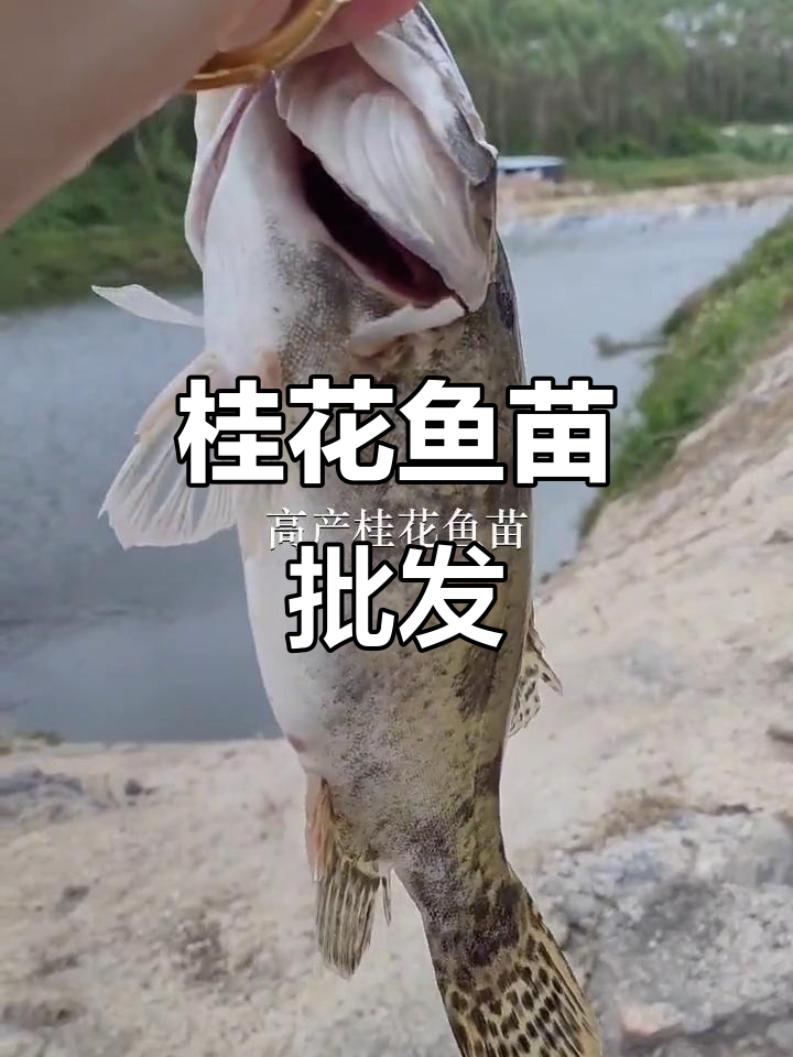 优质桂花鱼苗供应,覆盖多地批发