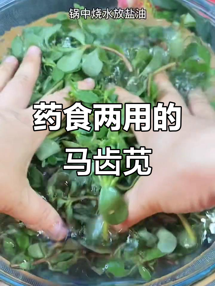 马齿苋凉拌菜,简单又美味,长寿草的药用价值不容忽视