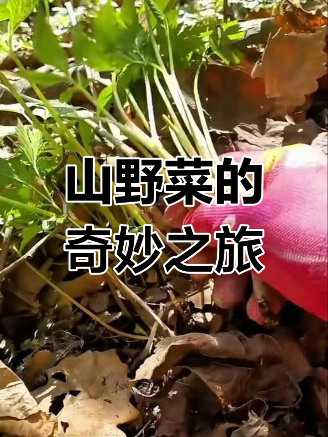 探秘山野菜:苦龙菜、刺嫩菜等纯天然美味