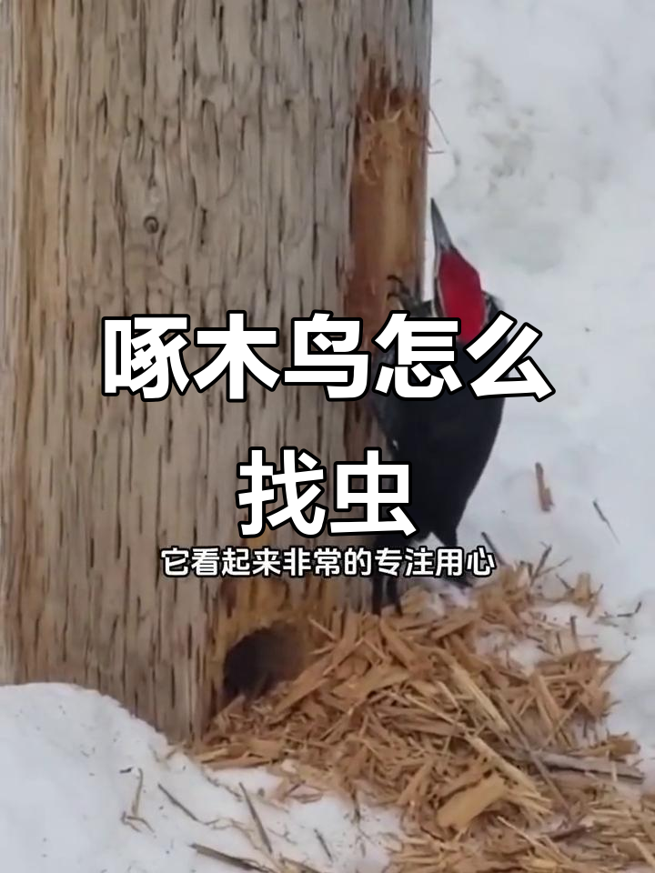 啄木鸟捉虫的秘密:它们如何精准找到树木里的虫子?