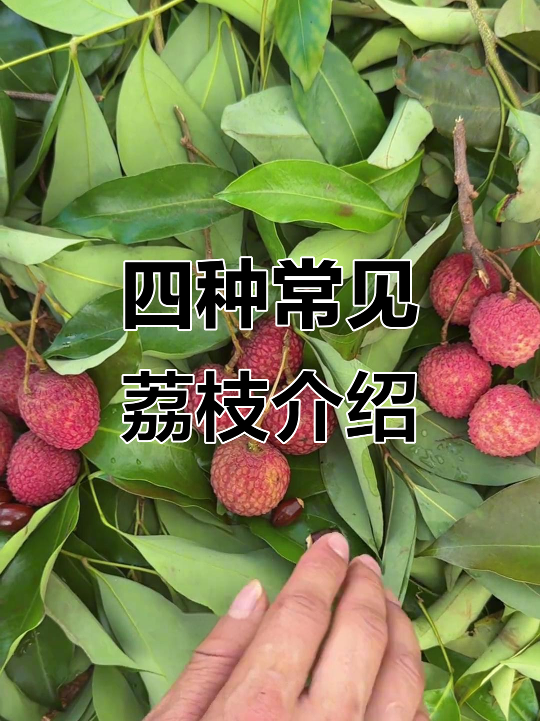 广东四大荔枝品种大揭秘,哪种最甜?