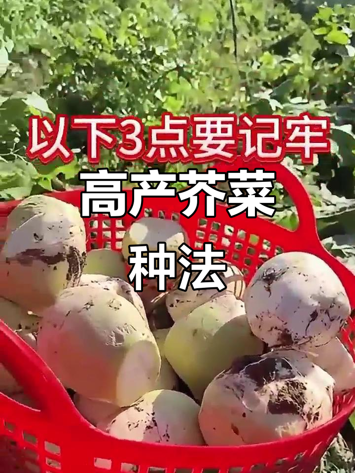 芥菜疙瘩高产秘诀:三大种植技巧助你丰收
