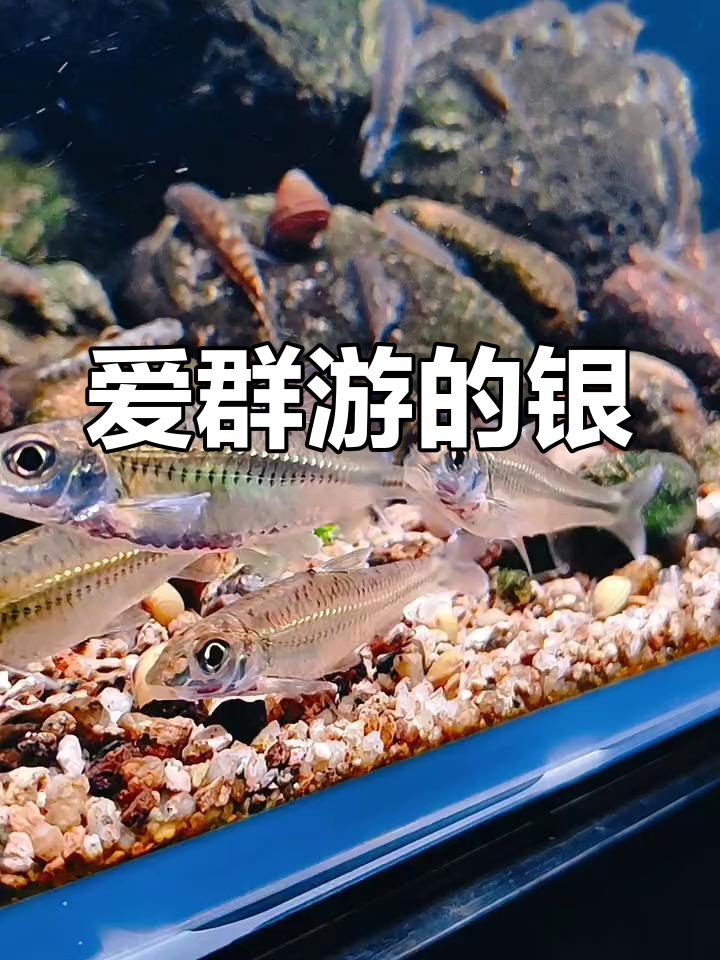 银鮈鱼:群游高手,会装死