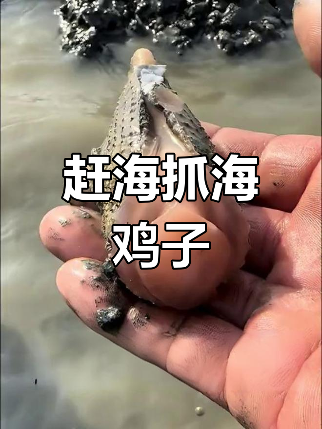 大哥赶海挖到粉嫩可爱的海鸡子,竟然是这样吃!