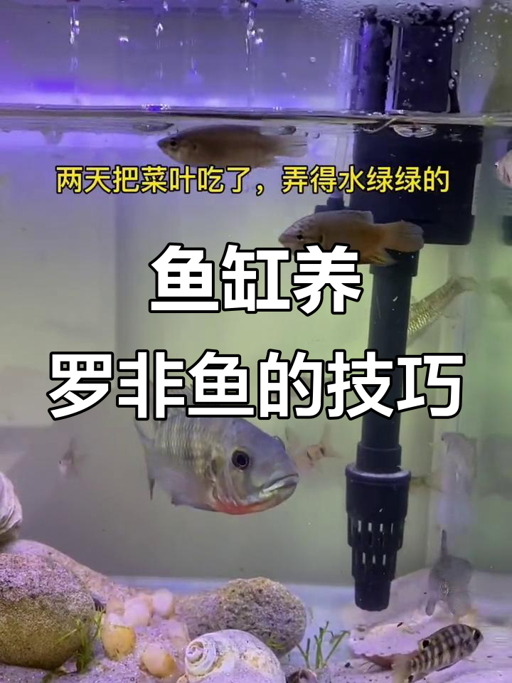 罗非鱼养殖技巧:如何清理鱼缸与维护水质