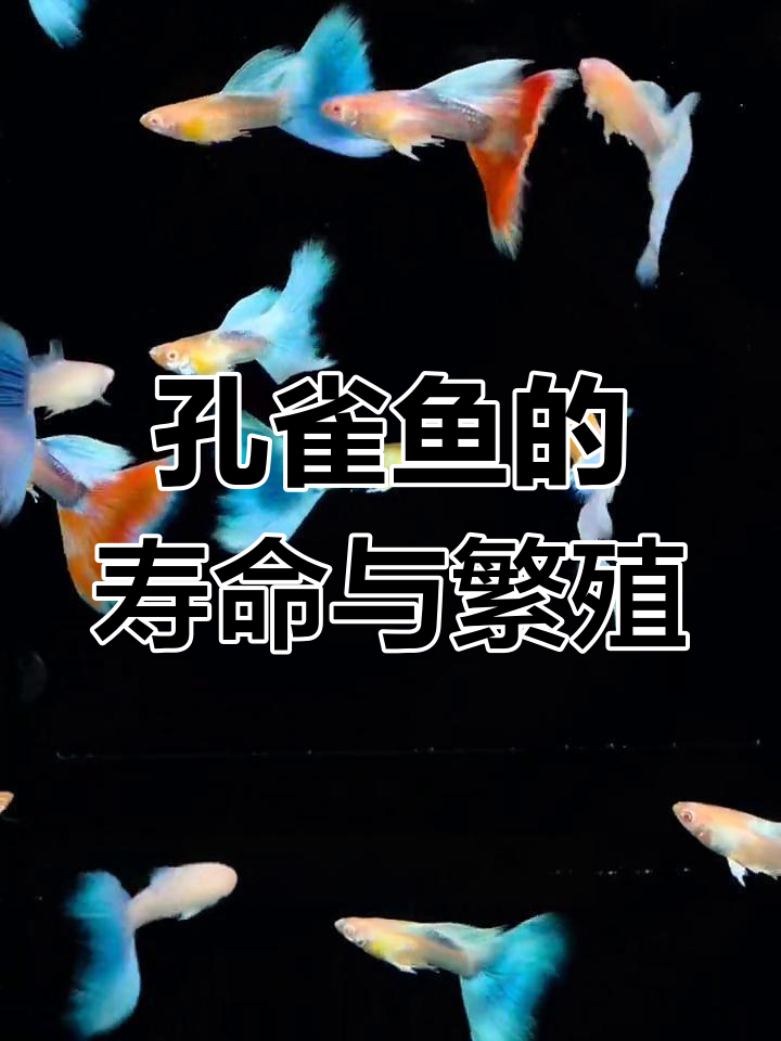 孔雀鱼短暂而绚烂的一生