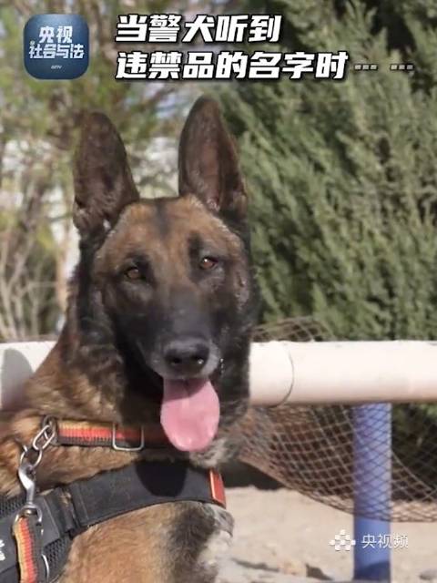 「警犬听到违禁品名字秒变脸」民警在美食口令中混进了违禁品名字,警犬听到后瞬间变脸,一脸严肃