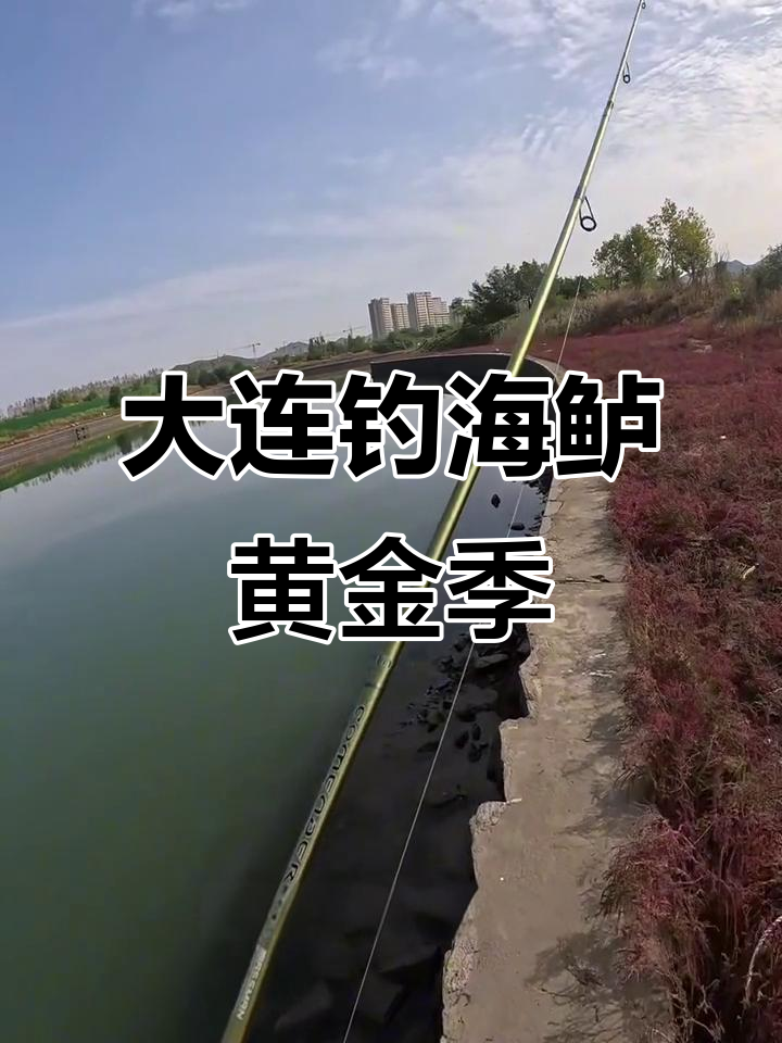 大连海鲈鱼成群,路亚钓鱼人十月份黄金季节大丰收