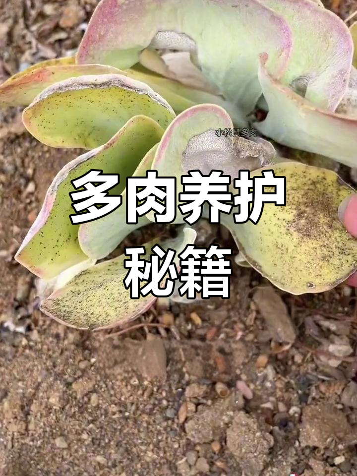 想让多肉健康?这八大病害轻松应对,连兰花也能恢复生机