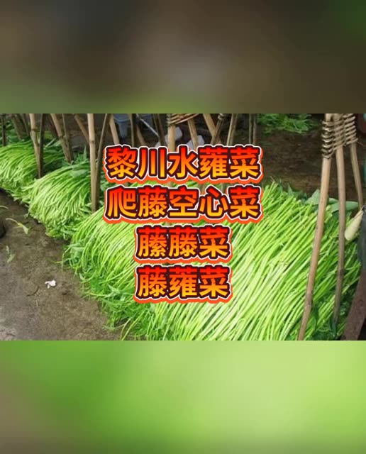 野菜亩产万斤,深浅水陆两栖爬藤空心菜火爆种植 黎川水蕹菜 长梗爬藤空心菜 藤藤菜 快手