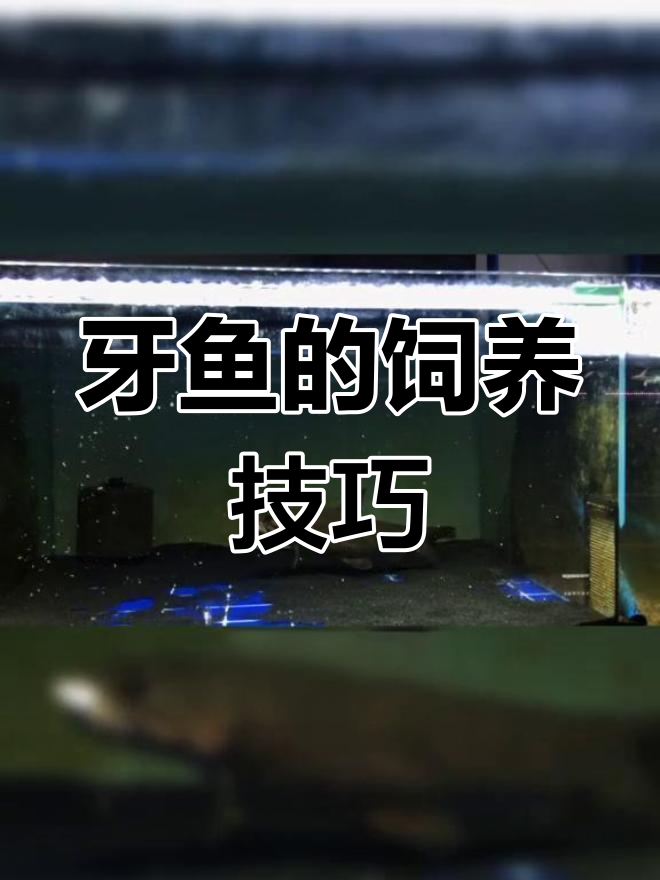 牙鱼饲养全攻略:单养与混养的差异