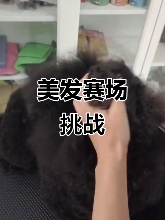 美容师竞赛中,剃毛速度要快到10分钟内完成!