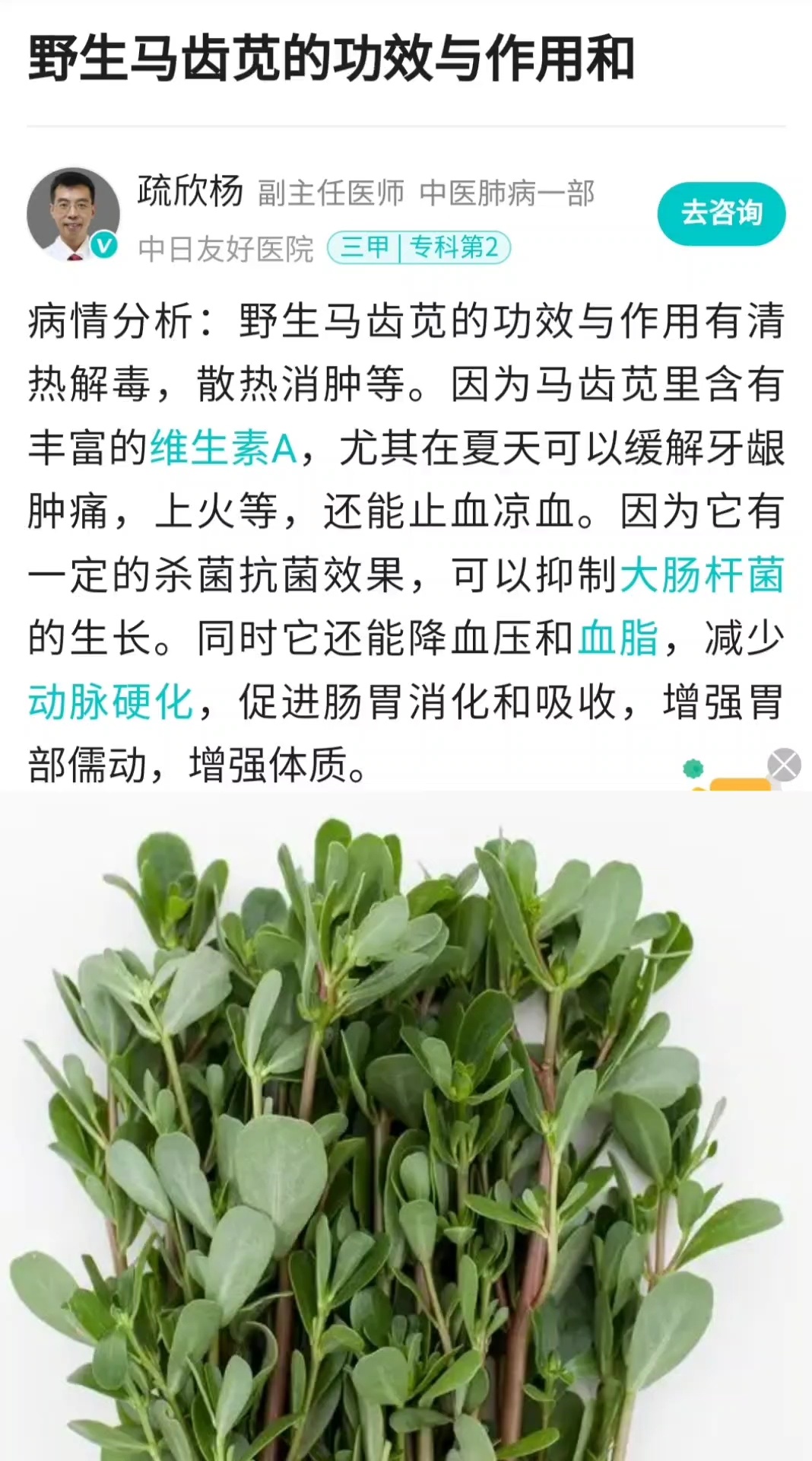 野菜马齿苋功效和作用