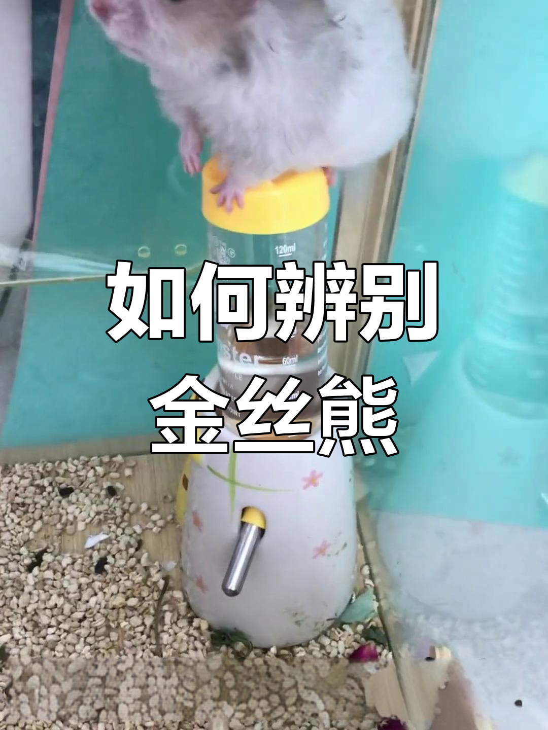 金丝熊品种大揭秘,如何分辨不同类型