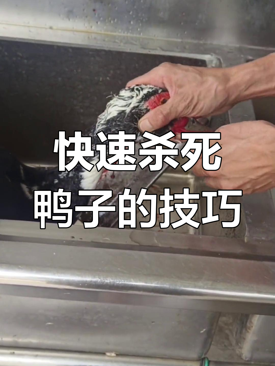 鸭子宰杀快速方法
