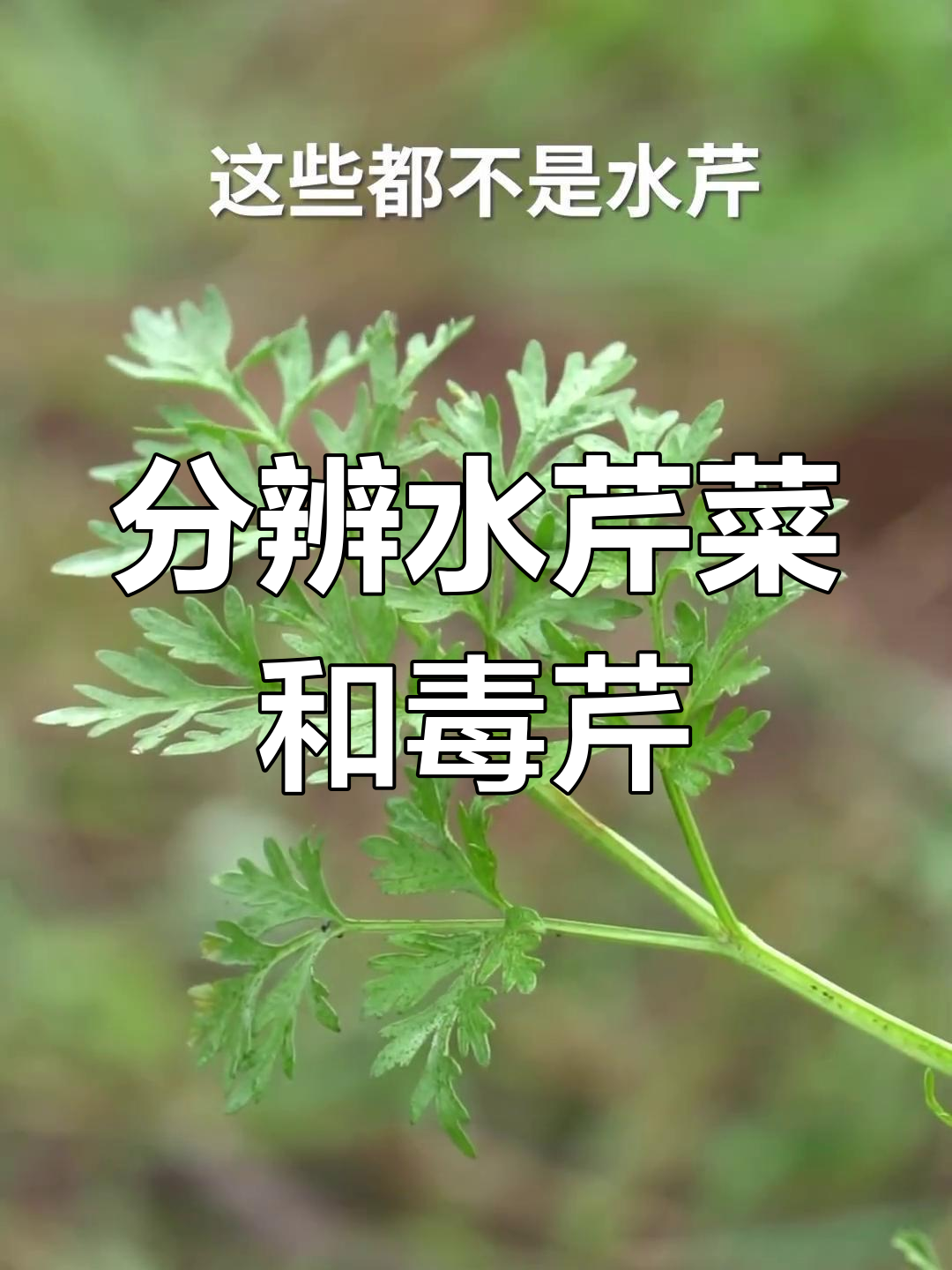 水芹菜与毒芹如何区分?教你辨别真假