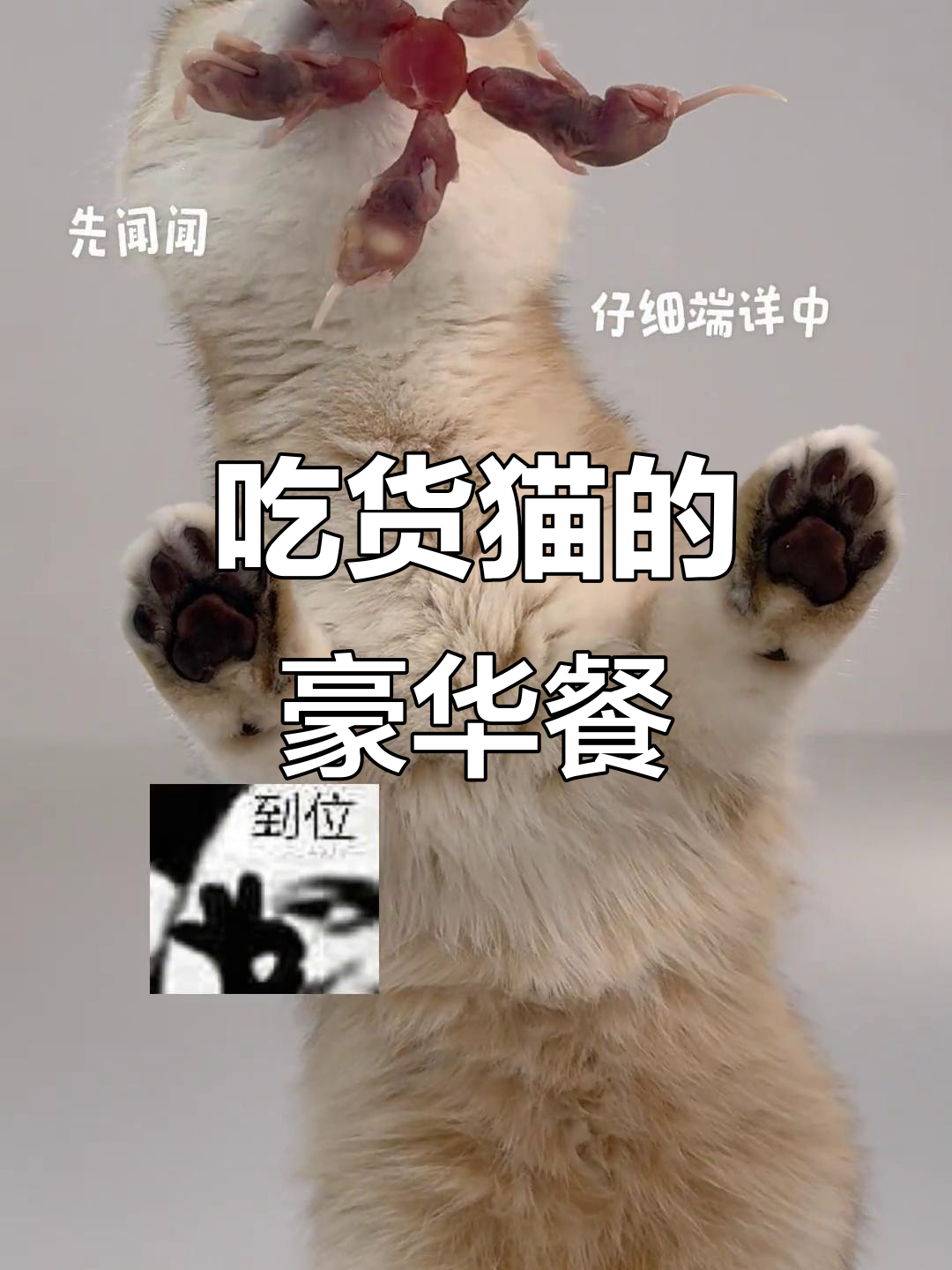 猫咪吃播：肉肉拼盘，吃得比我好系列