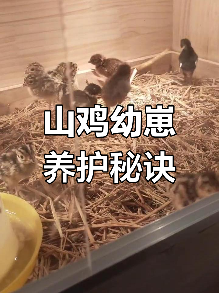 七彩山鸡幼苗护理技巧:剪指甲、嘴巴,轻松上手