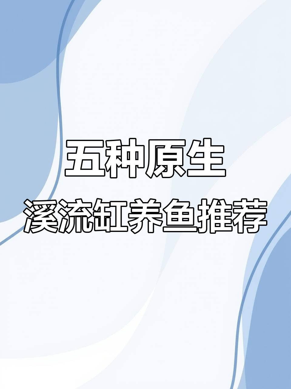 溪流缸适合养的五种鱼,马口、泥鳅等超强互动性