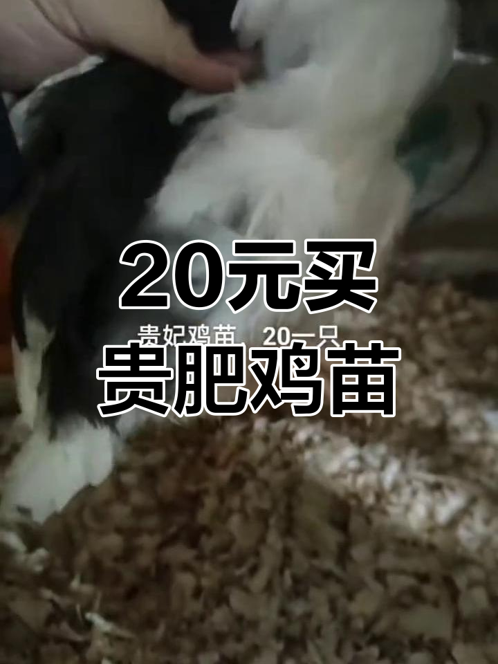 20元一只贵肥鸡苗,三四两重包邮送!