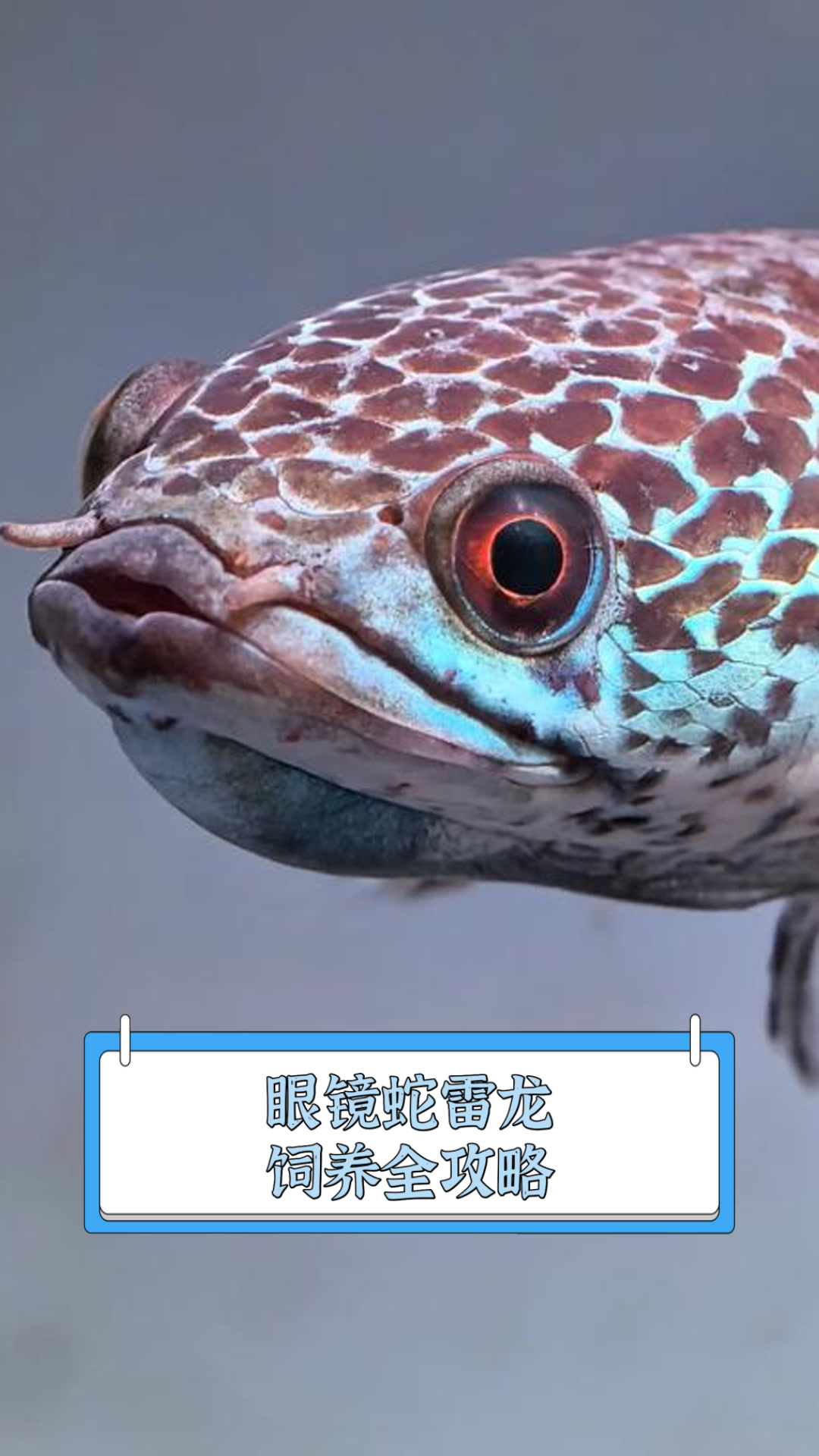 眼镜蛇雷龙饲养全攻略