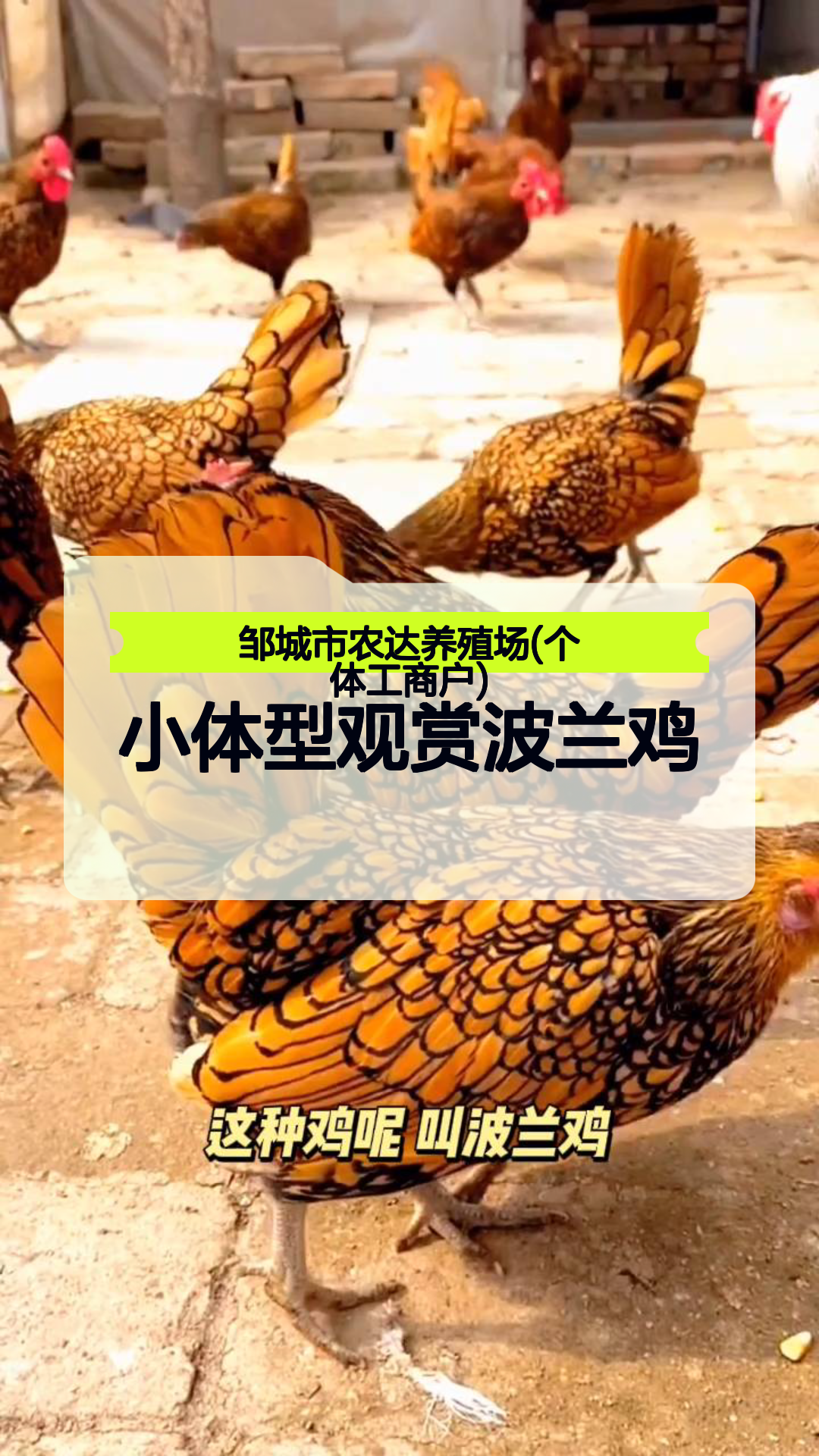 小体型观赏波兰鸡 红波兰鸡苗