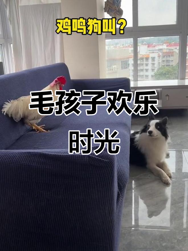 鸡飞狗跳的日常,萌宠们的搞笑生活